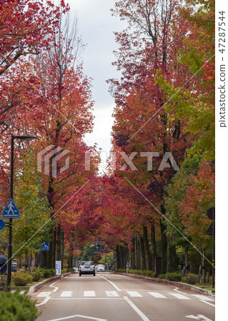 金澤秋葉在美國 金澤秋葉在美國 47287544