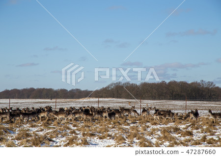 Dyrehaven in Copenhagen, Denmark Dyrehaven in Copenhagen, Denmark 47287660