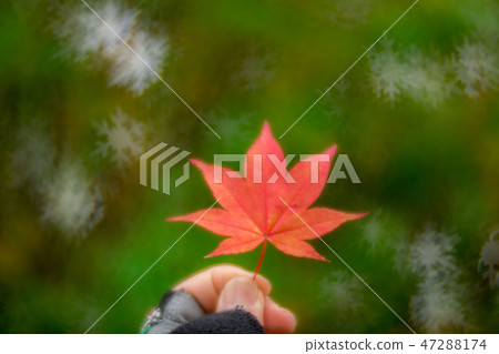 Snow crystals dance autumn 47288174