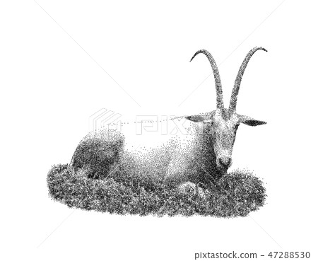 Oryx gazella. Isolated on white background.  47288530