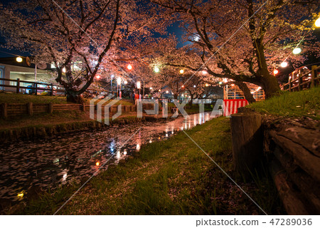 Kawagoe Shinkawagishi夜櫻花 Kawagoe Shinkawagishi夜櫻花 47289036