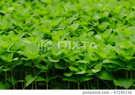 green mint plant in growth at vegetable garden 47290156