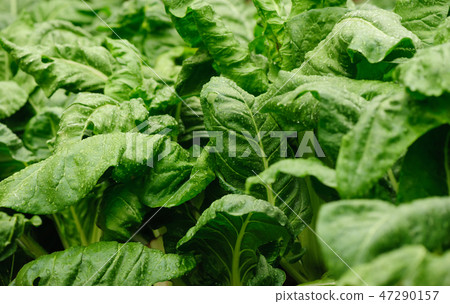 sliverbeet grow in vegetable garden sliverbeet grow in vegetable garden 47290157