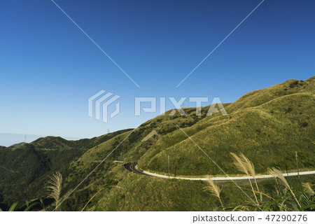 Cascading hawthorn in full bloom on the Jiufen Mountain in New Taipei City, Taiwan 47290276