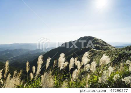 台灣新北市九份山上眺望芒草盛開的層疊山巒 47290277