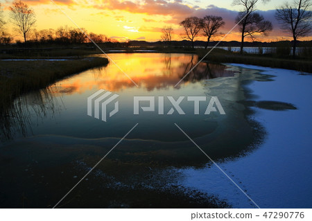 伊豆沼的黎明 47290776