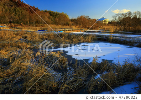 伊豆沼的黎明 伊豆沼的黎明 47290822