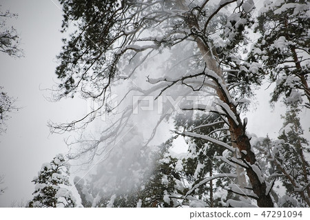 Types of winter the taiga Types of winter the taiga 47291094