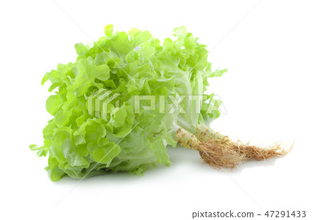 fresh green lettuce leaves isolated on white 47291433