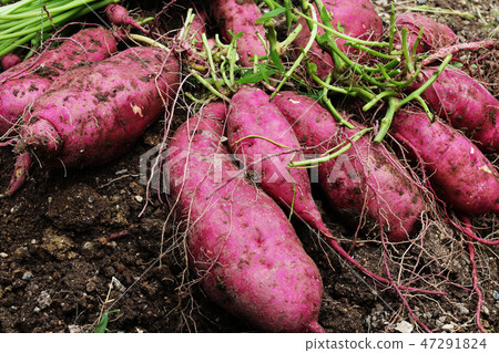 火影忍者Kintoki 03 火影忍者Kintoki 03 47291824