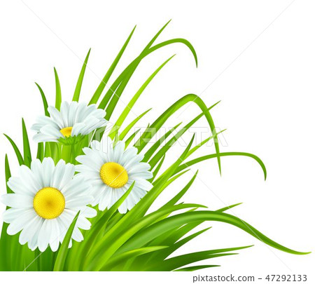 Spring background with daisies and fresh green grass. Vector illustration 47292133
