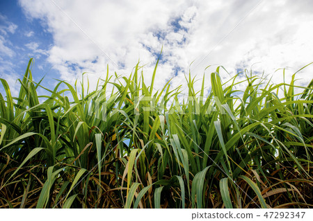 Sugarcane leaves at sky. Sugarcane leaves at sky. 47292347