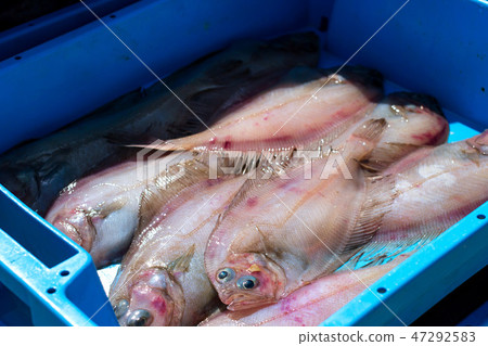 Containers with catch sea fish delicacies flatfish 47292583
