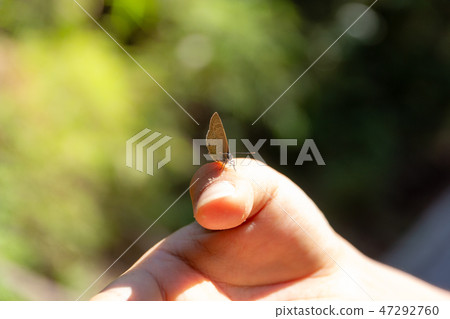 gossamer-winged butterfly on hand  47292760