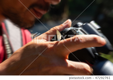 gossamer-winged butterfly on hand of photographer 47292761