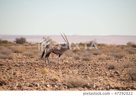Namibia Oryx Namib Desert Namibia Oryx Namib Desert 47292822