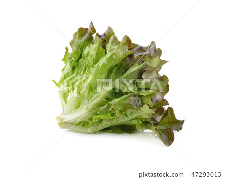 fresh red oak lettuce on white background fresh red oak lettuce on white background 47293013