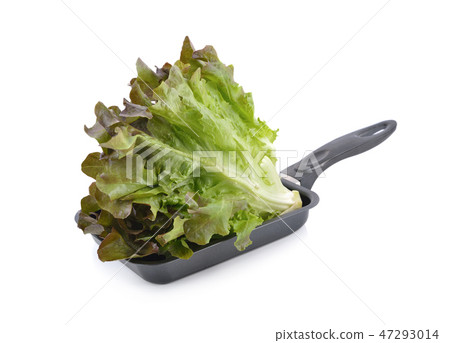 fresh red oak lettuce in pan on white background fresh red oak lettuce in pan on white background 47293014