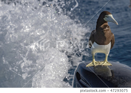 Brown booby Gannet in french polynesia boat engine 47293075
