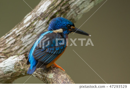 Blue-eared Kingfisher (Alcedo meninting) 47293529