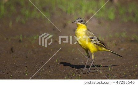 Eastern Yellow Wagtail (Motacilla flava)  47293546