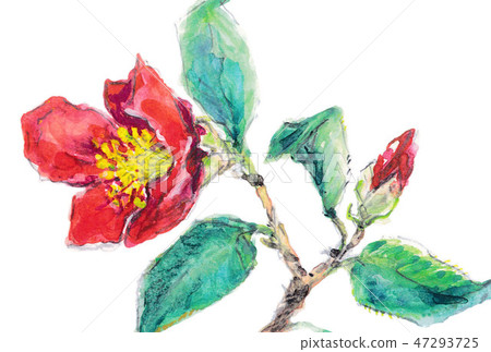 Camellia Camellia 47293725