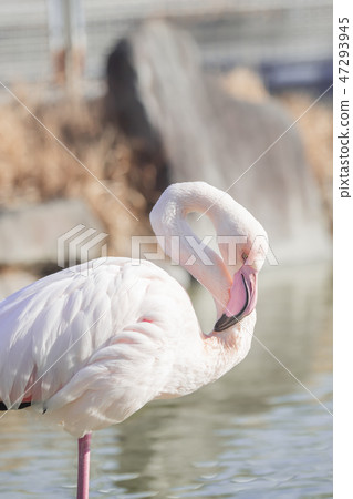 火烈鳥東武動物園 47293945