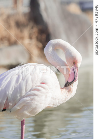 火烈鳥東武動物園 47293946