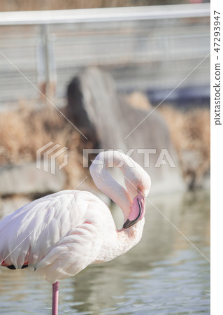火烈鳥東武動物園 火烈鳥東武動物園 47293947
