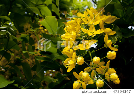 Golden Shower 47294347