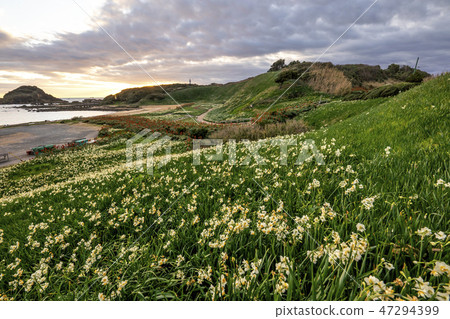 The park in which the narcissus blooms 47294399