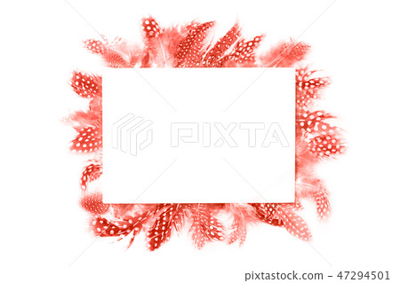 Frame of coral feathers isolated on white background Frame of coral feathers isolated on white background 47294501