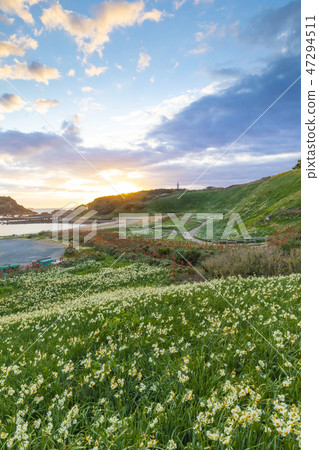 The morning in Narukasaki where daffodils bloom The morning in Narukasaki where daffodils bloom 47294511