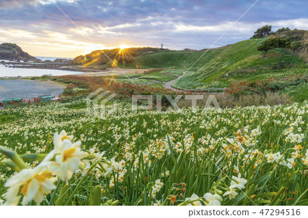 The morning in Narukasaki where daffodils bloom 47294516