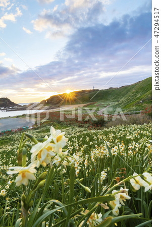 The morning in Narukasaki where daffodils bloom 47294517
