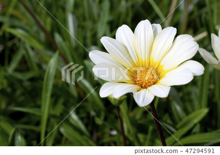 Gazania 47294591