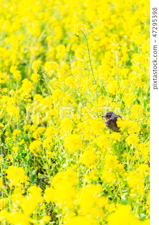 Bulbul and rape blossoms 6 47295398