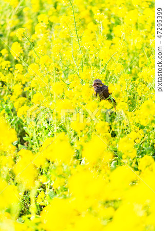 Whitebird and rape blossom 7 47295399