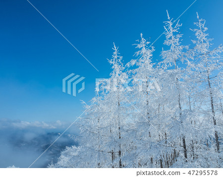Frosty trees clear winter mountain Frosty trees clear winter mountain 47295578