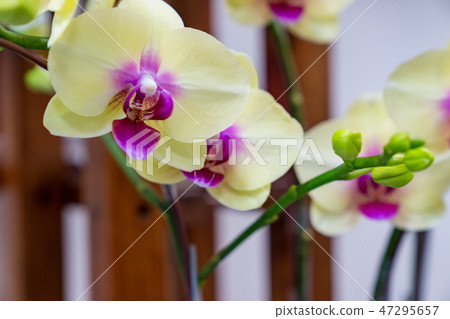 Yellow orchid flower. A crawling orchid, a variety of individual flowers. Ari, flower buds, flower buds, flower bracts. Yellow orchid flower. A crawling orchid, a variety of individual flowers. Ari, flower buds, flower buds, flower bracts. 47295657