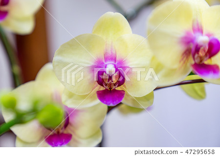 黃色的蘭花花。一朵爬行的蘭花,各種各樣的花。阿里(Ari),花蕾,花蕾,flower片。 黃色的蘭花花。一朵爬行的蘭花,各種各樣的花。阿里(Ari),花蕾,花蕾,flower片。 47295658