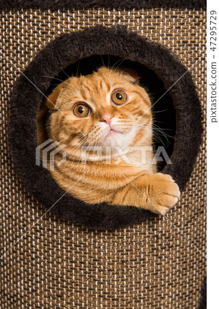 Scottish Fold Red Cat In Cat House Stock Photo 47295729 Pixta