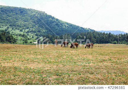 濟州島馬牧場景觀 47296381