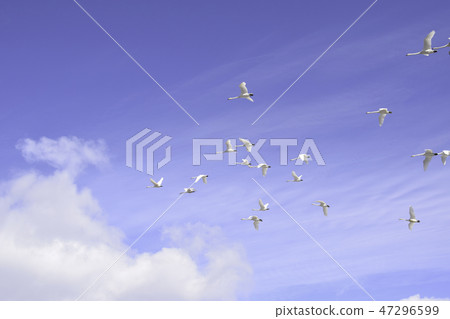 Swans dancing in the sky 47296599