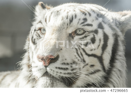 白虎東武動物園 白虎東武動物園 47296665