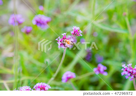 Hanazono Nakayanagiba Whiplash. A crawling purple white interphase flower. Hanagami bee retention honey. Hanazono Nakayanagiba Whiplash. A crawling purple white interphase flower. Hanagami bee retention honey. 47296972