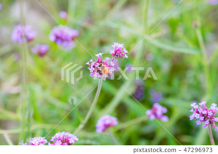 花崗野中柳樹鞭打。一朵爬行的紫色白色相間花。花ag養蜂蜂蜜。 花崗野中柳樹鞭打。一朵爬行的紫色白色相間花。花ag養蜂蜂蜜。 47296973