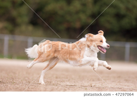 邊境牧羊犬 47297064