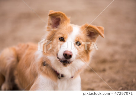 邊境牧羊犬 邊境牧羊犬 47297071