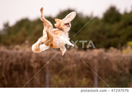 Border Collie Border Collie 47297076